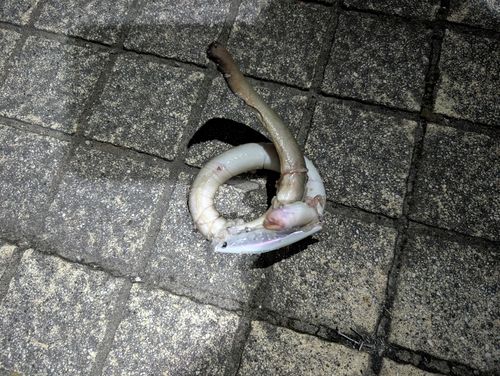 ウナギの釣果