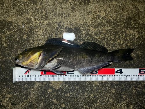 アイナメの釣果