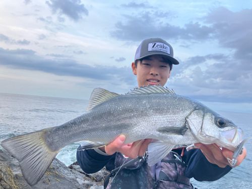 ヒラスズキの釣果