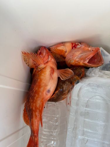 カサゴの釣果