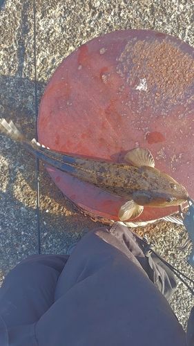 マゴチの釣果