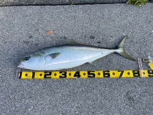 ブリの釣果