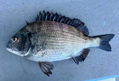 クロダイの釣果