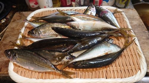 アジの釣果