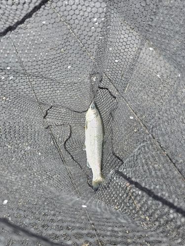 サクラマスの釣果