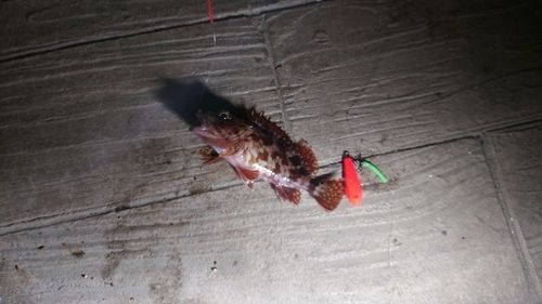 カサゴの釣果
