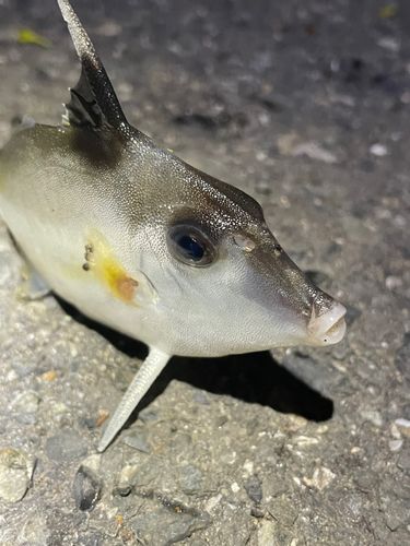 ギマの釣果