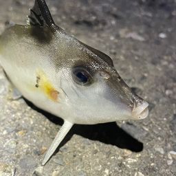 ギマ