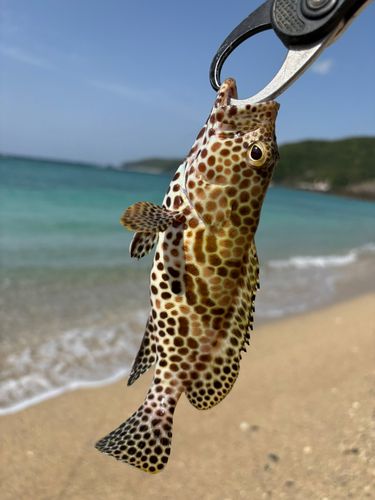 カンモンハタの釣果