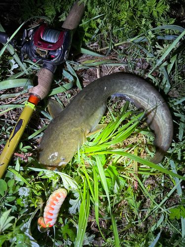 ナマズの釣果
