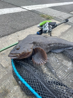 アイナメの釣果