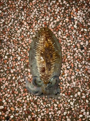 コウイカの釣果