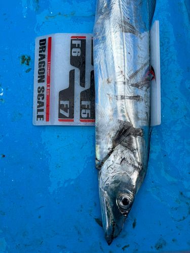 タチウオの釣果