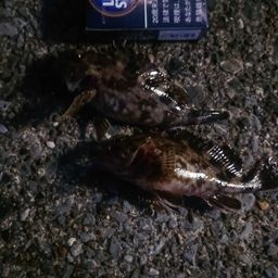 カサゴ