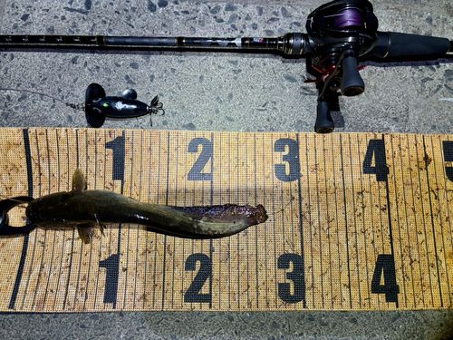 マナマズの釣果