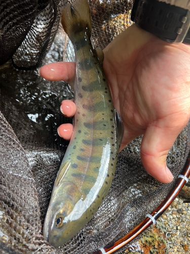 ヤマメの釣果