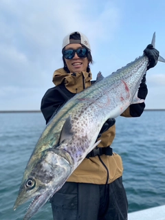 サワラの釣果