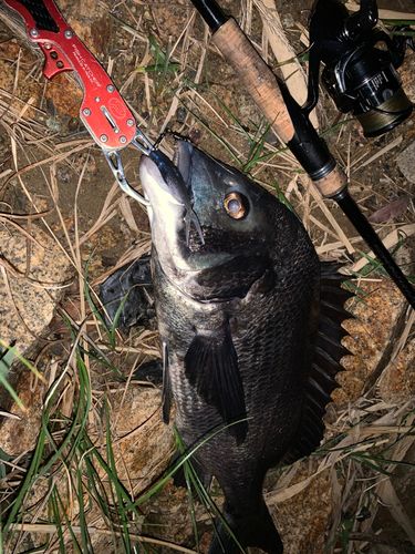 クロダイの釣果