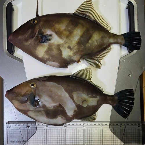 ウマヅラハギの釣果