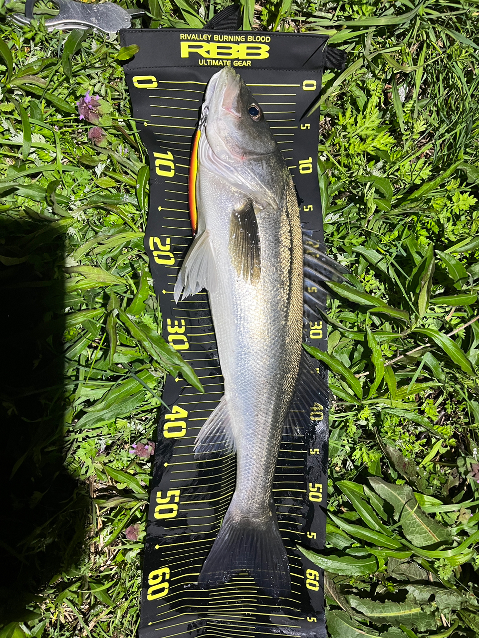 SUNLINE ソルティメイト キャリアハイ 6 1.7号/30.0lb