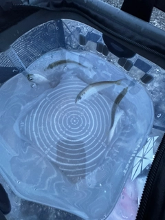サッパの釣果