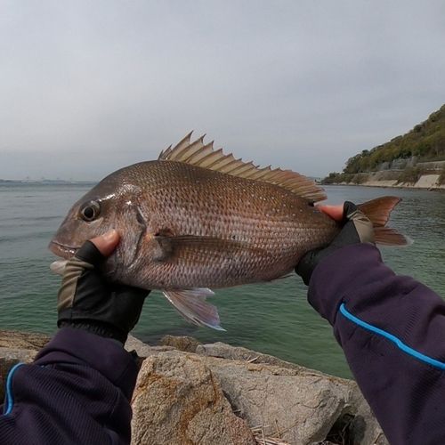 チヌの釣果