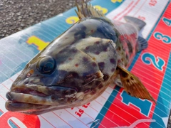 チャイロマルハタの釣果