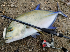 カスミアジの釣果