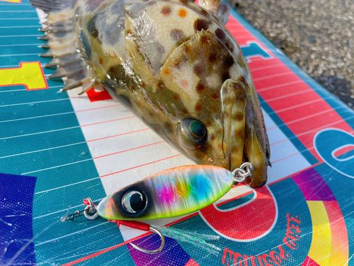 チャイロマルハタの釣果