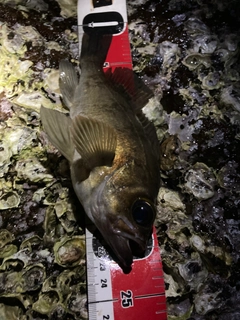 シロメバルの釣果