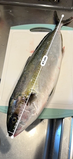 ヒラマサの釣果