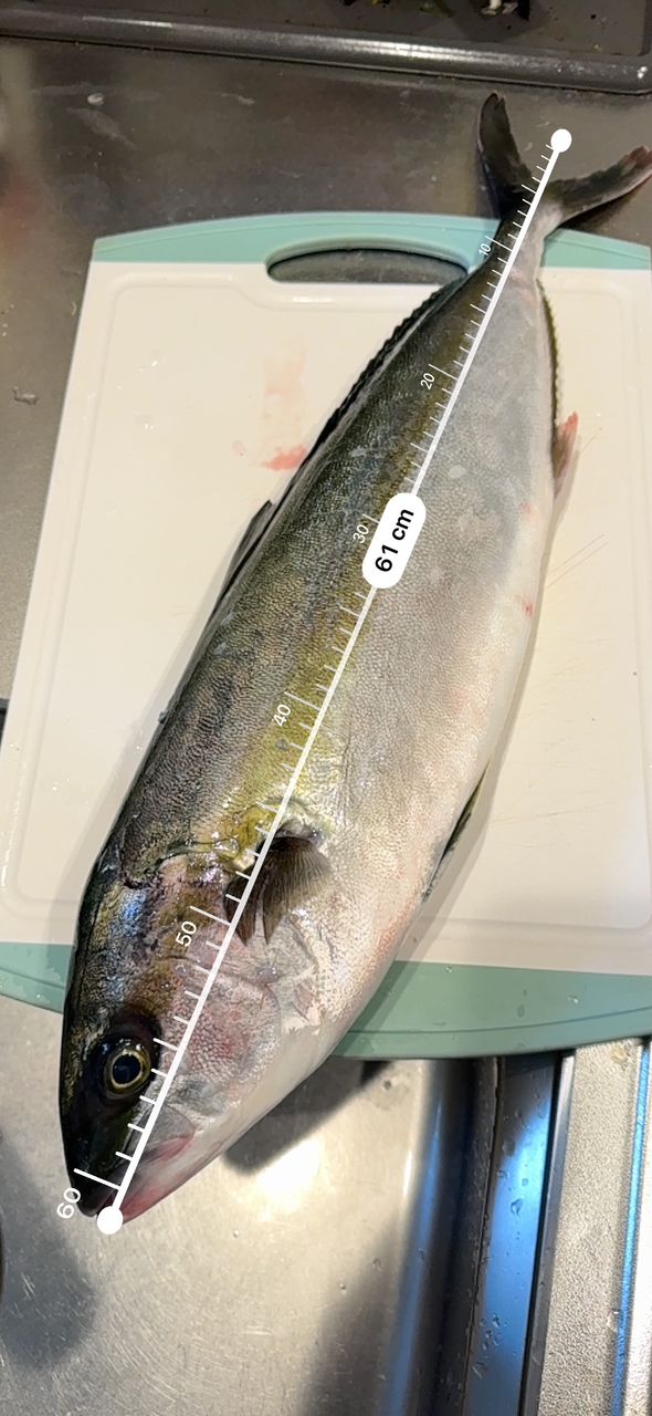 Japonicusさんの釣果 1枚目の画像