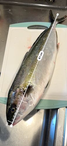 ヒラマサの釣果