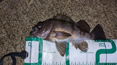メバルの釣果