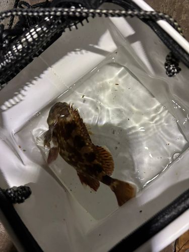 カサゴの釣果