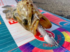 チャイロマルハタの釣果