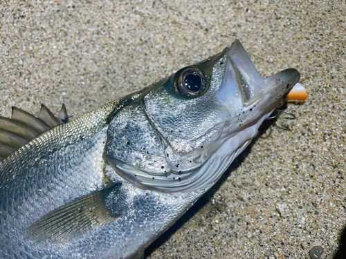 セイゴ（ヒラスズキ）の釣果