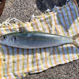 カタボシイワシ