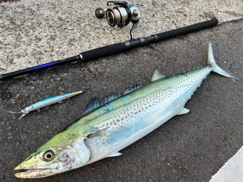 サワラの釣果