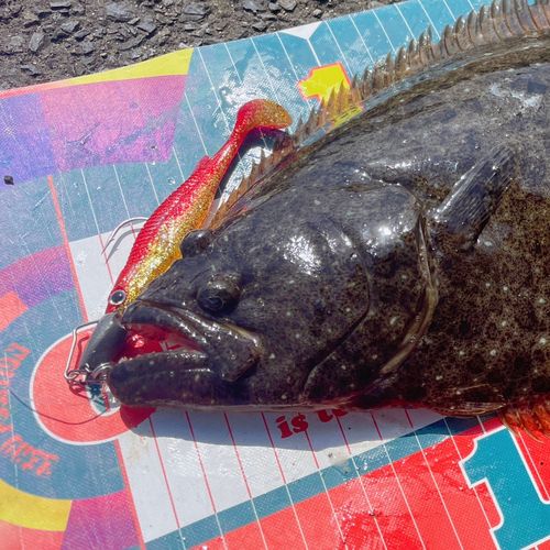ヒラメの釣果