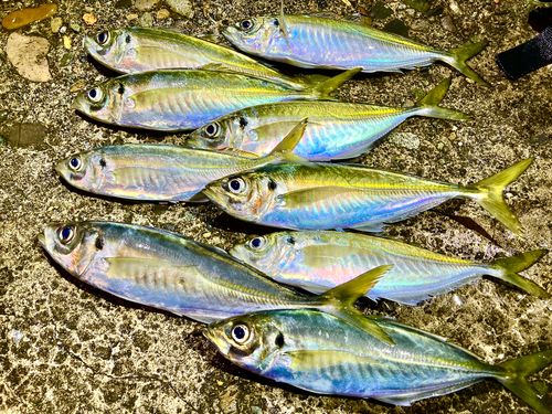 アジの釣果