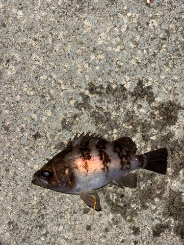 メバルの釣果