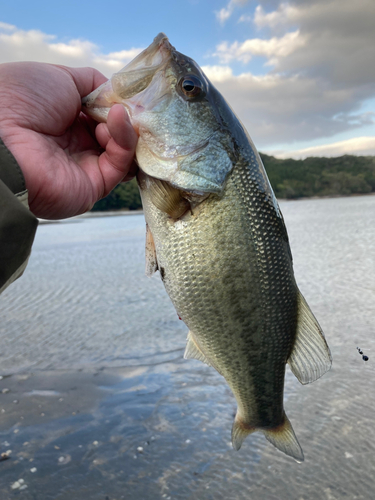 園瀬川で釣れたブラックバスの釣り・釣果情報 - アングラーズ