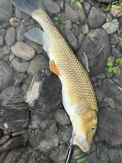 ニゴイの釣果