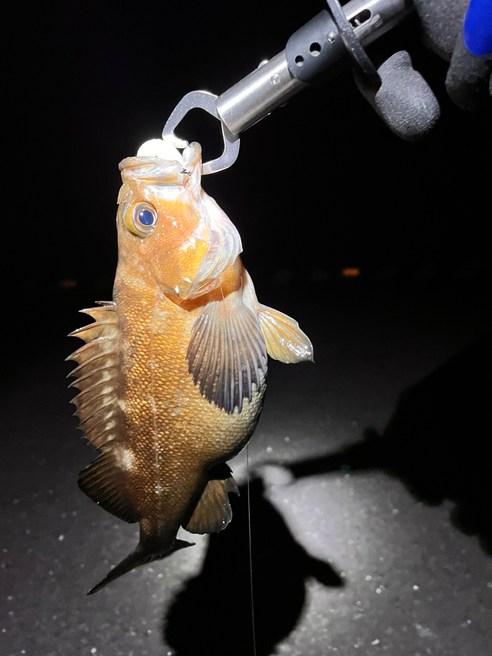 Salty Style Rockfish (ソルティースタイルロックフィッシュ
