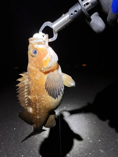 ガヤの釣果