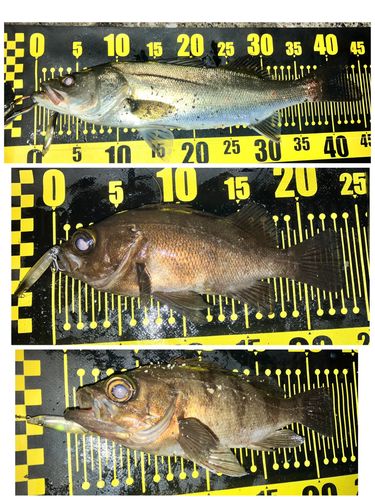 メバルの釣果