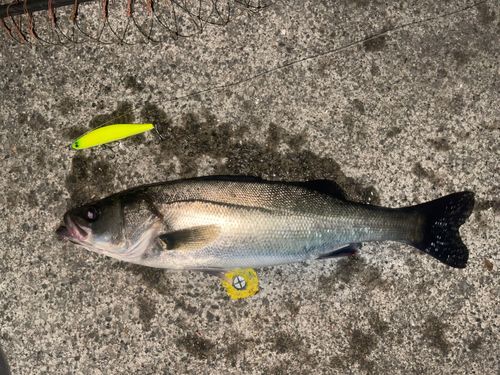 シーバスの釣果