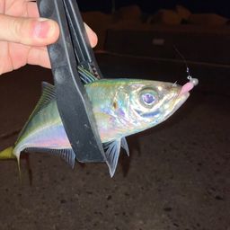 アジ