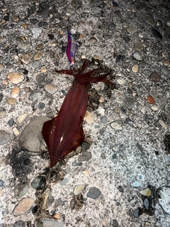 ケンサキイカの釣果